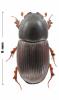 Loraphodius suarius
